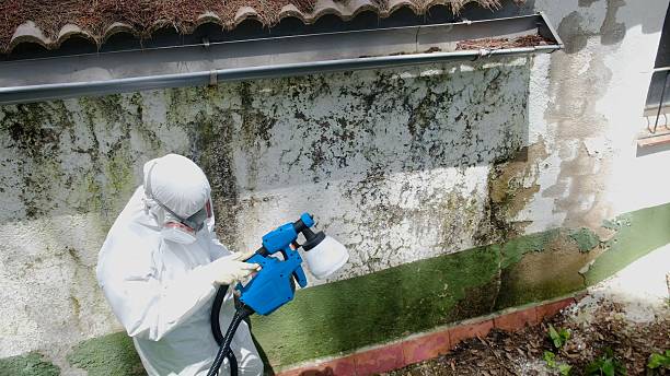 Top rated local Mold Testing specialists in Tall Timbers, MD